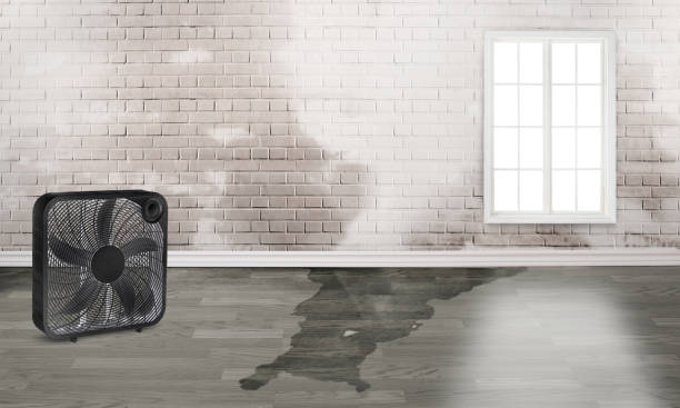 Best Water damage cleanup near me  in Marion, KY